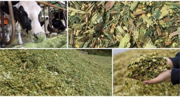 Výhody siláže pro krávy a jak to udělat přímo doma, skladování